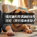 缅英猫和布偶猫的体型比较（探究猫咪体型大小对其品种特点的影响）(图4)