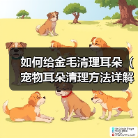 如何给金毛清理耳朵（宠物耳朵清理方法详解）(图4)