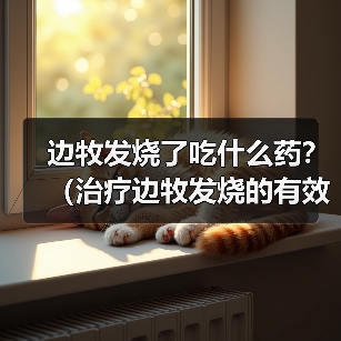 边牧发烧了吃什么药？（治疗边牧发烧的有效