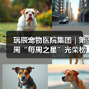 瑞辰宠物医院集团 | 第3周“每周之星”