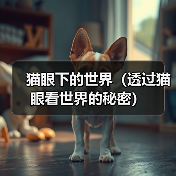 猫眼下的世界（透过猫眼看世界的秘密） - 辰飞雨新生家伴