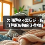 为何萨摩不爱玩球（探寻萨摩独特的游戏偏好）(图2)