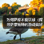 为何萨摩不爱玩球（探寻萨摩独特的游戏偏好） - 辰飞雨新生家伴