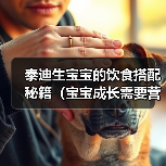泰迪生宝宝的饮食搭配秘籍(宝宝成长需要营养,探索适合泰迪的饮食方案)(图2) 泰迪生宝宝的饮食搭配秘籍(宝宝成长需要营养,探索适合泰迪的饮食方案)(图2)