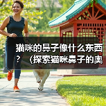 猫咪的鼻子像什么东西？（探索猫咪鼻子的奥秘，揭示其神奇相似之 - 辰飞雨新生家伴
