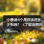小泰迪4个月应该吃多少狗粮？（了解宠物狗的饮食需求，让小泰迪健康成长）(图4)