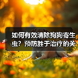 如何有效清除狗狗寄生虫?预防胜于治疗的关键措施(图2) 如何有效清除狗狗寄生虫?预防胜于治疗的关键措施(图2)