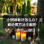 小猫咪呕吐怎么办？正确处理方法全解析(图3)