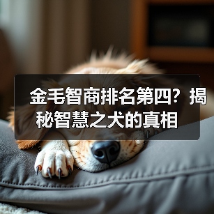 金毛智商排名第四?揭秘智慧之犬的真相(图2) 金毛智商排名第四?揭秘智慧之犬的真相(图2)