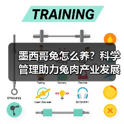 墨西哥兔怎么养?科学管理助力兔肉产业发展(图4) 墨西哥兔怎么养?科学管理助力兔肉产业发展(图4)