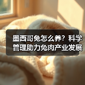 墨西哥兔怎么养?科学管理助力兔肉产业发展(图3) 墨西哥兔怎么养?科学管理助力兔肉产业发展(图3)