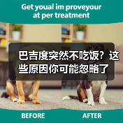 巴吉度突然不吃饭?这些原因你可能忽略了(图4) 巴吉度突然不吃饭?这些原因你可能忽略了(图4)