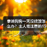 泰迪狗狗一天没吃饭怎么办?主人需注意的15个关键措施(图4) 泰迪狗狗一天没吃饭怎么办?主人需注意的15个关键措施(图4)