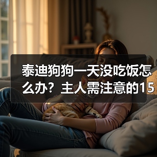 泰迪狗狗一天没吃饭怎么办？主人需注意的1