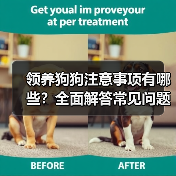 领养狗狗注意事项有哪些？全面解答常见问题(图3)