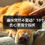 猫咪突然不爱动?10个伤心表现全解析(图2) 猫咪突然不爱动?10个伤心表现全解析(图2)