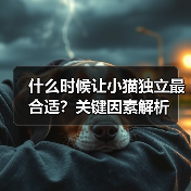 什么时候让小猫独立最合适？关键因素解析 - 辰飞雨新生家伴