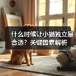 什么时候让小猫独立最合适?关键因素解析(图3) 什么时候让小猫独立最合适?关键因素解析(图3)