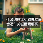 什么时候让小猫独立最合适?关键因素解析(图4) 什么时候让小猫独立最合适?关键因素解析(图4)