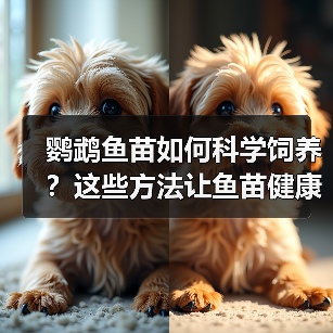 鹦鹉鱼苗如何科学饲养？这些方法让鱼苗健康成长 - 辰飞雨新生家伴