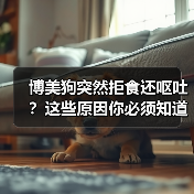博美狗突然拒食还呕吐?这些原因你必须知道!(图4) 博美狗突然拒食还呕吐?这些原因你必须知道!(图4)
