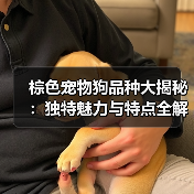 棕色宠物狗品种大揭秘：独特魅力与特点全解