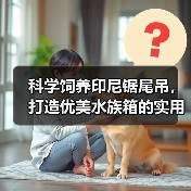 科学饲养印尼锯尾吊,打造优美水族箱的实用指南(图2) 科学饲养印尼锯尾吊,打造优美水族箱的实用指南(图2)