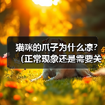 猫咪的爪子为什么凉？（正常现象还是需要关