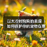 以太冷时狗狗的表现（如何保护你的宠物在寒