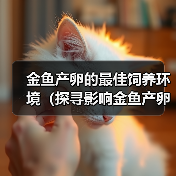 金鱼产卵的最佳饲养环境（探寻影响金鱼产卵