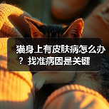 猫身上有皮肤病怎么办？找准病因是关键