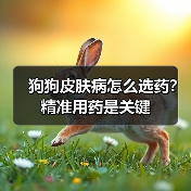 狗狗皮肤病怎么选药?精准用药是关键(图2) 狗狗皮肤病怎么选药?精准用药是关键(图2)