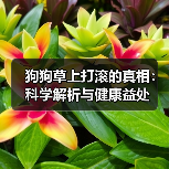 狗狗草上打滚的真相:科学解析与健康益处(图2) 狗狗草上打滚的真相:科学解析与健康益处(图2)