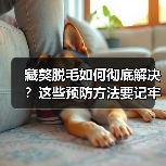 藏獒脱毛如何彻底解决?这些预防方法要记牢(图4) 藏獒脱毛如何彻底解决?这些预防方法要记牢(图4)