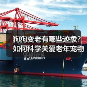 狗狗变老有哪些迹象?如何科学关爱老年宠物(图2) 狗狗变老有哪些迹象?如何科学关爱老年宠物(图2)
