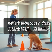 狗狗中暑怎么办？急救方法全解析！宠物主人必看 - 辰飞雨新生家伴