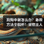 狗狗中暑怎么办？急救方法全解析！宠物主人必看(图4)