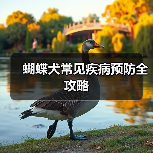 蝴蝶犬常见疾病预防全攻略(图4) 蝴蝶犬常见疾病预防全攻略(图4)