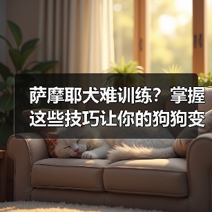 萨摩耶犬难训练？掌握这些技巧让你的狗狗变乖 - 辰飞雨新生家伴