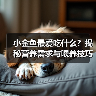小金鱼最爱吃什么？揭秘营养需求与喂养技巧
