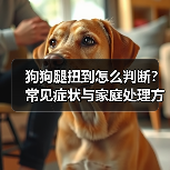 狗狗腿扭到怎么判断？常见症状与家庭处理方法 - 辰飞雨新生家伴