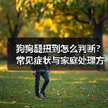 狗狗腿扭到怎么判断？常见症状与家庭处理方法(图2)