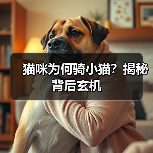 猫咪为何骑小猫?揭秘背后玄机(图3) 猫咪为何骑小猫?揭秘背后玄机(图3)