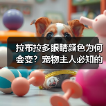 拉布拉多眼睛颜色为何会变?宠物主人必知的健康密码(图3) 拉布拉多眼睛颜色为何会变?宠物主人必知的健康密码(图3)