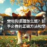 宠物狗项圈怎么戴?新手必看的正确方法和常见误区!(图3) 宠物狗项圈怎么戴?新手必看的正确方法和常见误区!(图3)