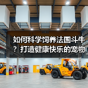 如何科学饲养法国斗牛？打造健康快乐的宠物