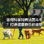 如何科学饲养法国斗牛?打造健康快乐的宠物生活环境(图3) 如何科学饲养法国斗牛?打造健康快乐的宠物生活环境(图3)