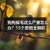 狗狗掉毛这么严重怎么办？15个原因全解析