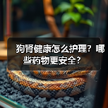 狗肾健康怎么护理？哪些药物更安全？