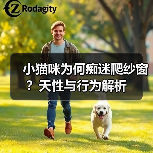 小猫咪为何痴迷爬纱窗?天性与行为解析(图1) 小猫咪为何痴迷爬纱窗?天性与行为解析(图1)